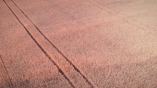 Endless yellow wheat field with traces of tractor wheels