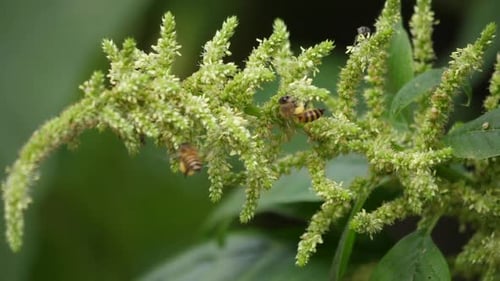 Bees Collecting Pollen from Flowering Plants