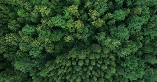 Dense mixed forest from a bird's-eye view.