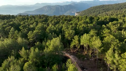 Forest texture aerial view 4 K Turkey Alanya