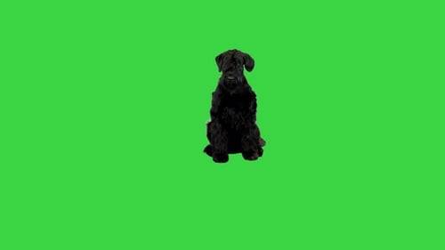 Big Black Giant Schnauzer Dog Laying Down on a Green Screen Chroma Key