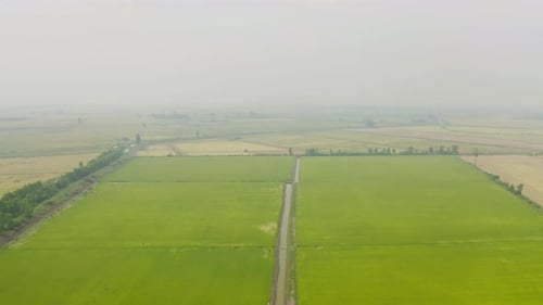 Vista aérea superior de arroz em casca fresco, campo agrícola verde no campo ou área rural