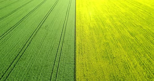 Field with Agricultural Crops