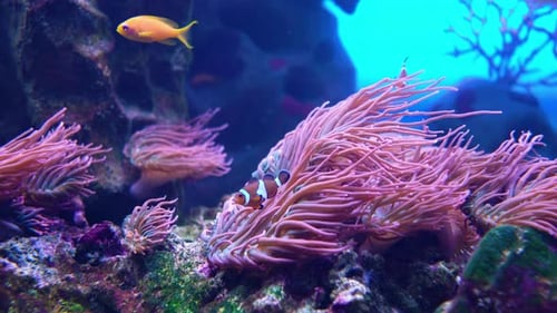 Le poisson de récif Amphiprion clarkii nage à côté des anthozoaires.