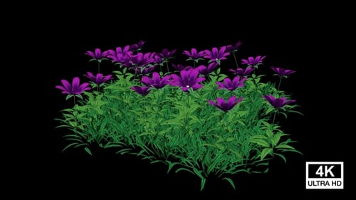 Growing Grass and Blooming Purple Flowers Alpha Channel