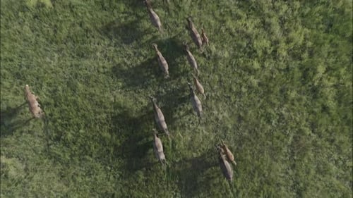 Chevaux sauvages qui courent des Mustangs sauvages sur l'herbe verte