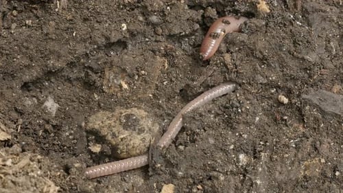 Lumbricus terrestris Night Crawler earth worm 4K footage