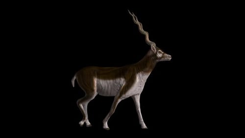 Deer Walk