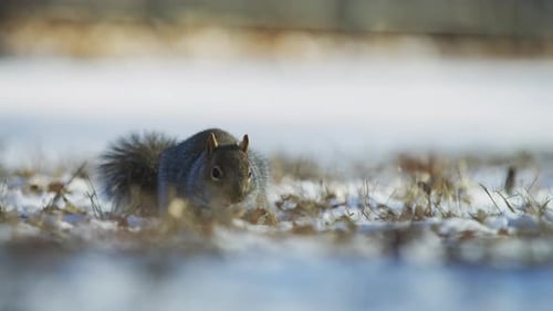 Squirrel searching for food