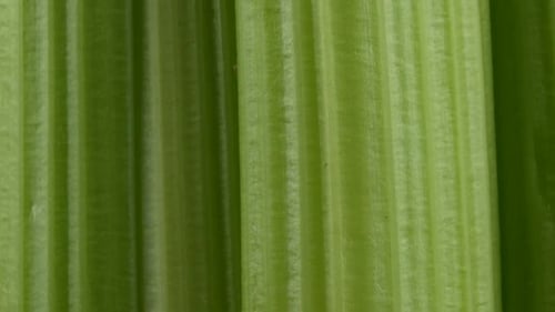 Nice shaped fresh celery with leaves
