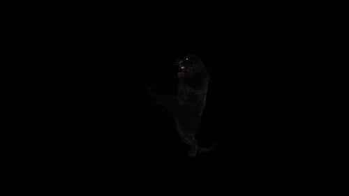 Animated 3D Black Panther Standing and Roaring