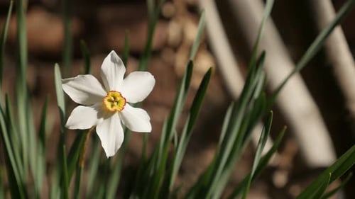 Planta de narciso de primavera blanco y amarillo DOF poco profunda 4K 2160p 30 fps Imágenes UltraHD - Beautiful Narc