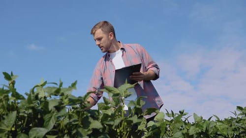 A Young Farmer Makes Notes in a Tablet About the Peculiarities of Soybean Growth in the Field