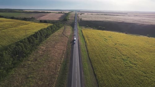 Rural Road Among the Fields