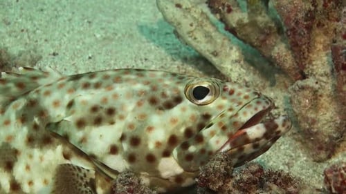 Spotted coral grouper close up on coral reef in the Red Sea