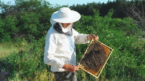Beekeeper Examining Honeycomb Frame in Rural Field