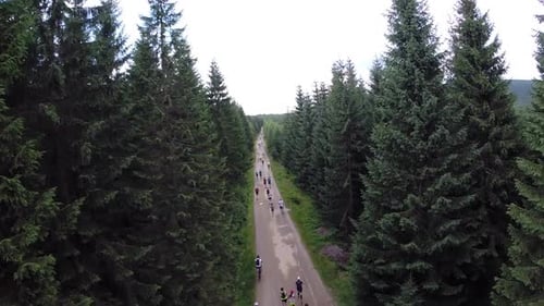 Forest Runners