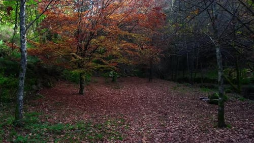 Beautiful Tree