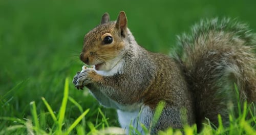 Squirrel eating fruit in the park