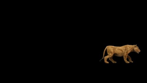 Lionness Walk over Screen