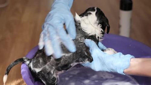 Puppy Gets Soaped Up During Bath Time
