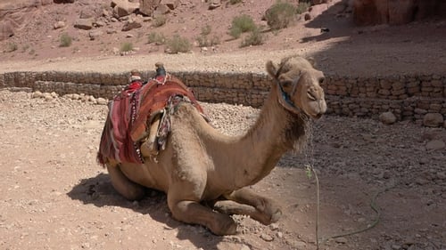 Ein Kamel liegt an einem sonnigen Tag in der Altstadt von Petra im Sand. Jordanien.