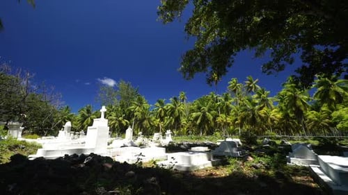 Tropical Graveyard