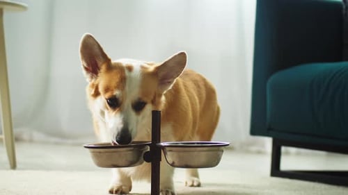 Adorable Corgi Dog Eating from Bowl Indoors