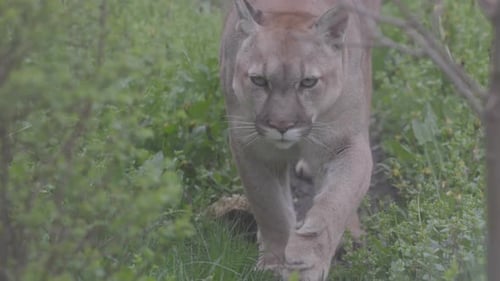 Beautiful Puma in Spring Forest