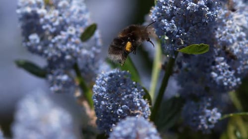 Bourdon, bombus sp., adulte en vol, volant vers une fleur, Normandie, ralenti