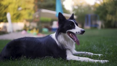 Black and White Border Collie Dog Playing in Backyard