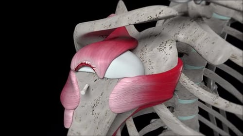 3D Shoulder Anatomy with Surgical Suture Repair