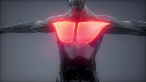 3D Human Torso Animation with Highlighted Pectoral Muscles