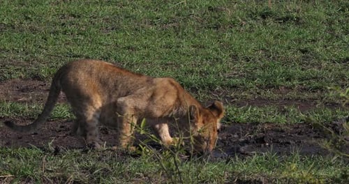 African Lion, panthera leo, Cubs drinking Water, Masai Mara Park in Kenya, Real Time 4K