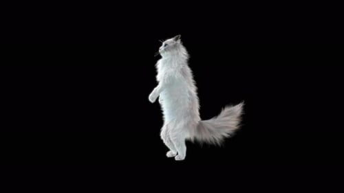 Katze Walking 4K