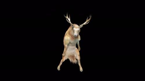 Animated 3D Deer Dancing on Black Background