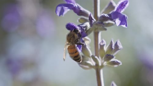 Honeybee Collecting Pollen From Purple Flowers Macro Shot