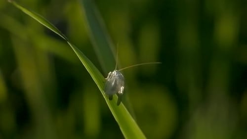 Shimmering Insect Perched on Green Grass Blade