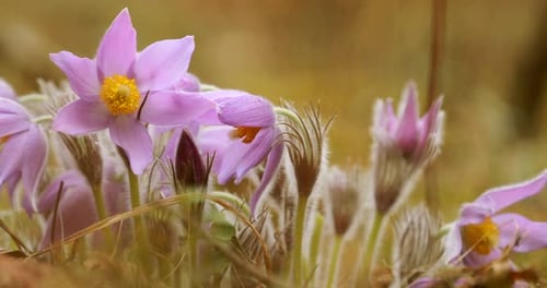 Beautiful Wild Spring Flowers Pulsatilla Patens