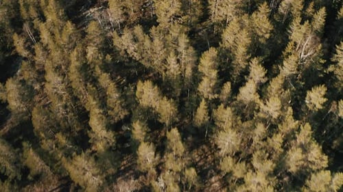 Floresta no pôr do sol