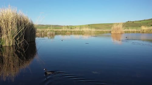 Ducks And Reeds Covered Lake
