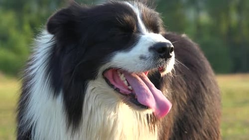 Ein Border Collie steht auf einer Wiese in einem Wald und schaut sich um - Nahaufnahme