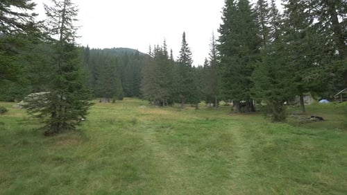 Fir Trees on A Field