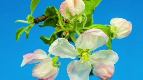 Apple Flower Blossoms 4