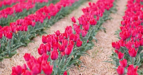 View of Red Blooming Tulips on Agriculture Field in Netherlands at Flower Plantation Farm