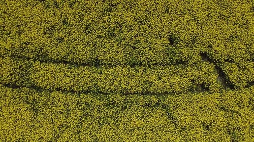 Zumbido con vista aérea. Hermosa naturaleza, tráfico aéreo vista hacia adelante de un paisaje rural
