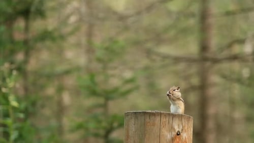Eine Nahaufnahme eines kleinen sibirischen Chipmunk mit Wangenbeuteln, die mit Lebensmitteln gefüllt sind, steht auf den Hinterbeinen