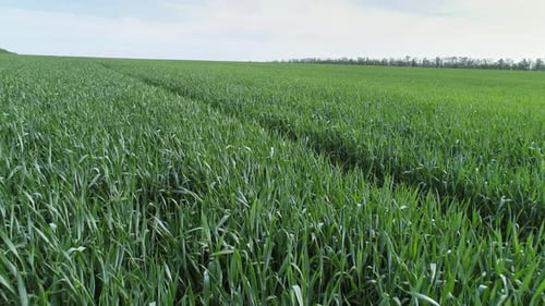 Flying Over Green Agriculture Fields in Spring