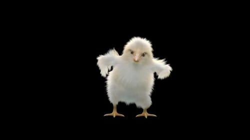 Cute White Baby Chick Dancing 3D Animation