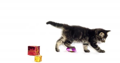 Brown Blotched Tabby Maine Coon, Domestic Cat, Kitten offered as a Gift , Normandy in France,